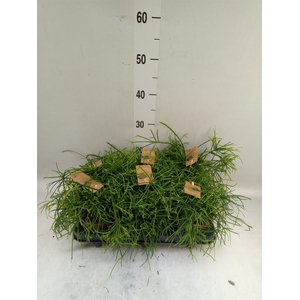 Rhipsalis baccifera 'Oasis'