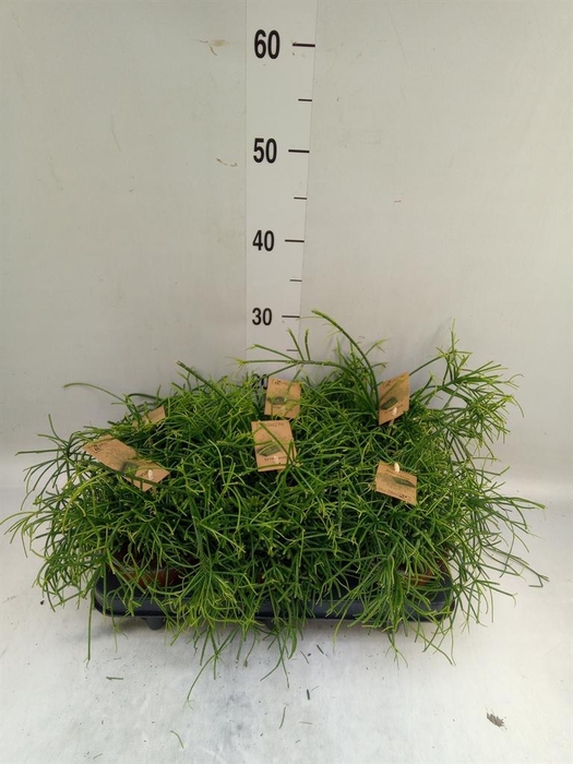<h4>Rhipsalis baccifera 'Oasis'</h4>