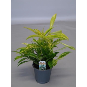 Dracaena Surculosa Mike 12Ø 30cm 6pp