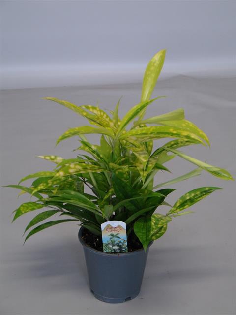 Dracaena Surculosa Mike 12Ø 30cm 6pp