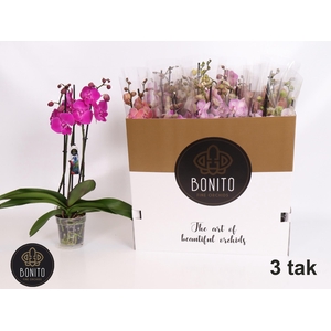 PHAL GEM 5 KL