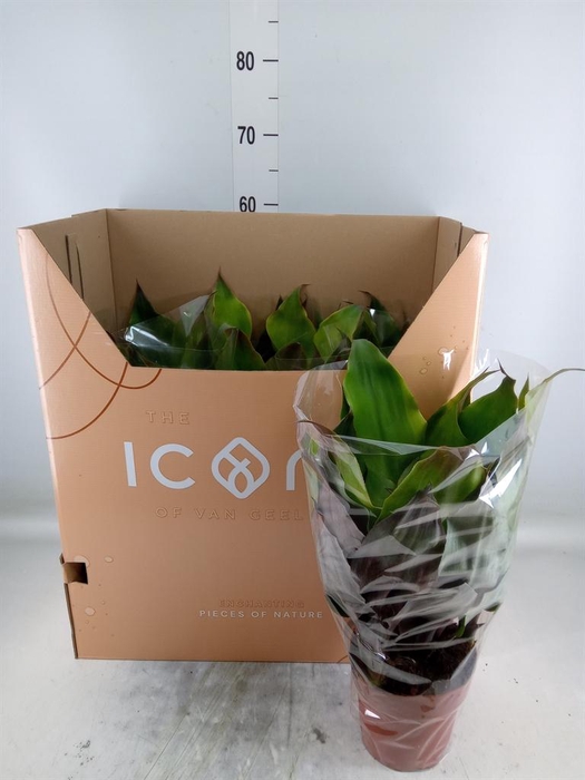 <h4>Aechmea tayoensis</h4>