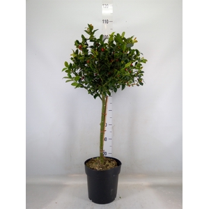 Ilex meserv. 'Blue Maid'