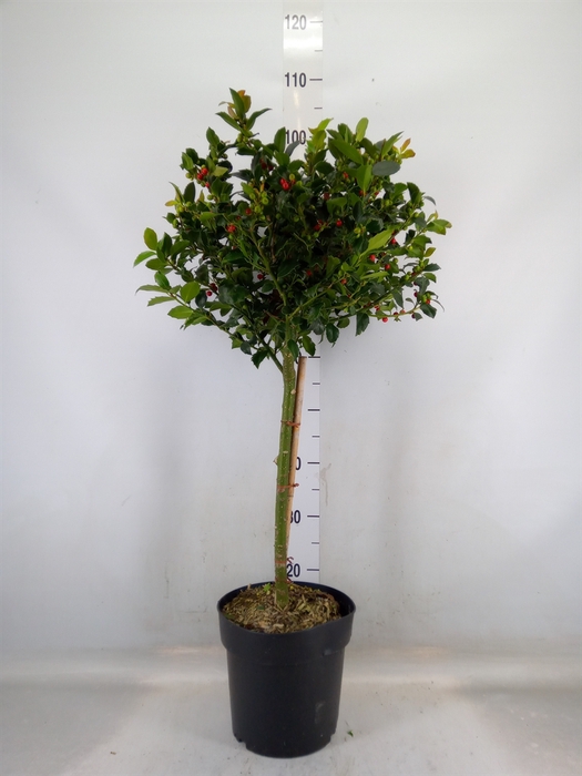 <h4>Ilex meserv. 'Blue Maid'</h4>