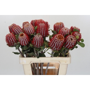 Banksia Coccinea