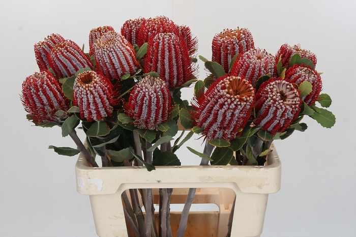<h4>Banksia Coccinea</h4>