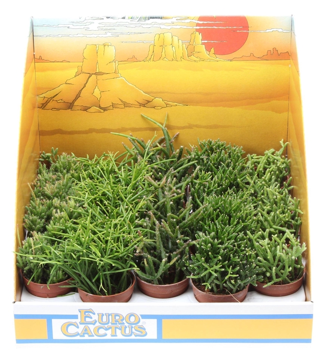 <h4>Rhipsalis   ...mix</h4>