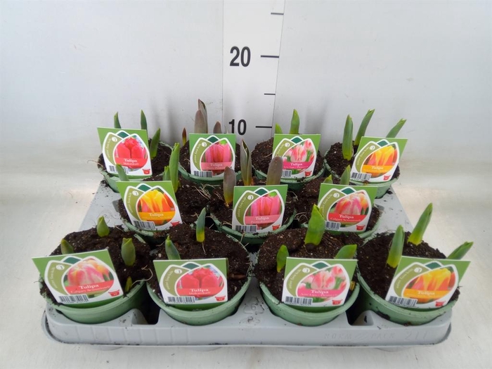 <h4>Tulipa   ...</h4>