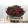 Dianthus Br Amazon Neon Cherry