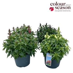 Antirrhinum Candy Tops P19