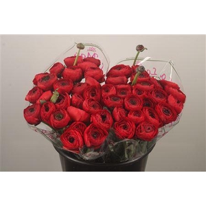 Ran.. Su Valentino Extra