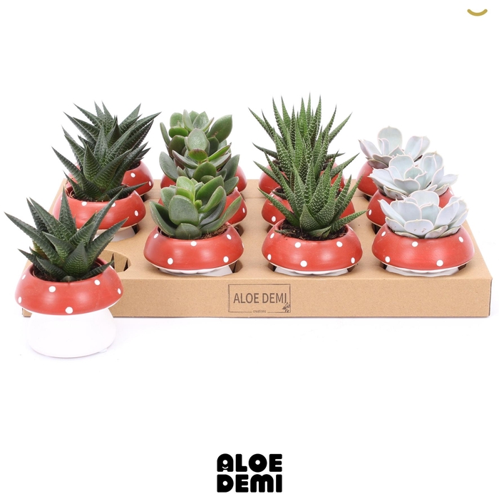 <h4>ARR SUCCULENTEN</h4>