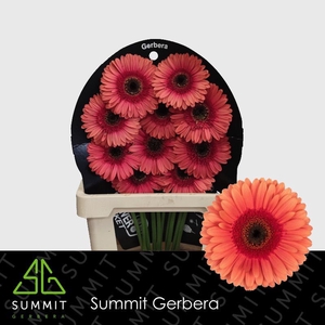 Gerbera Pirlo Flowerracket