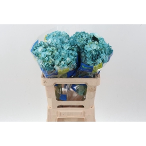 Hydr Tiffany Tinted Select