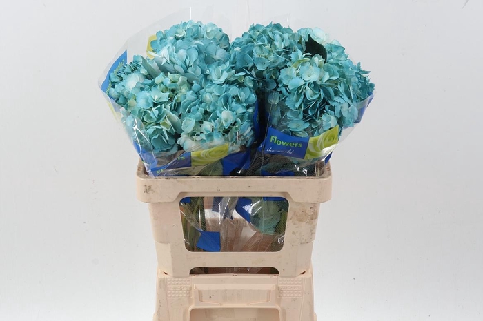 <h4>Hydr Tiffany Tinted Select</h4>