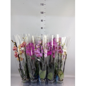 Phalaenopsis   ...mix  5