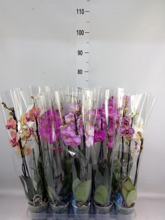 <h4>Phalaenopsis   ...mix  5</h4>