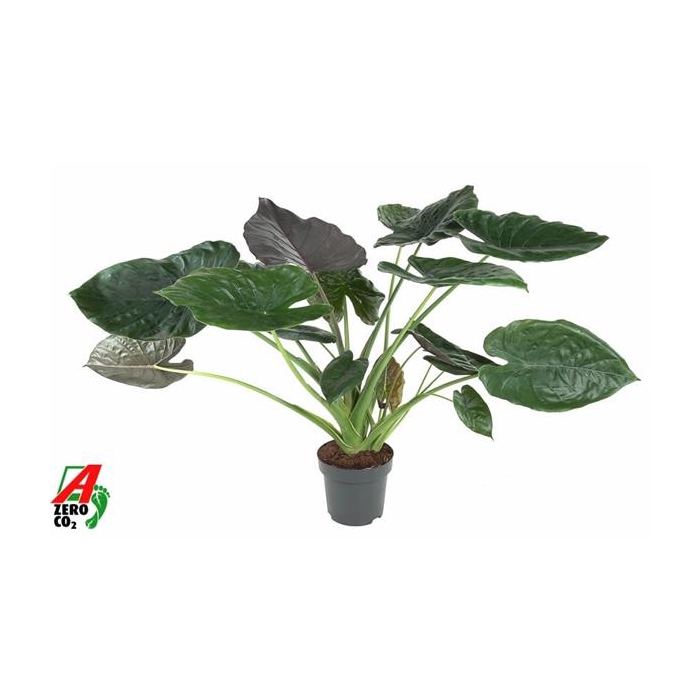 <h4>Alocasia Wentii (NO GAP)</h4>
