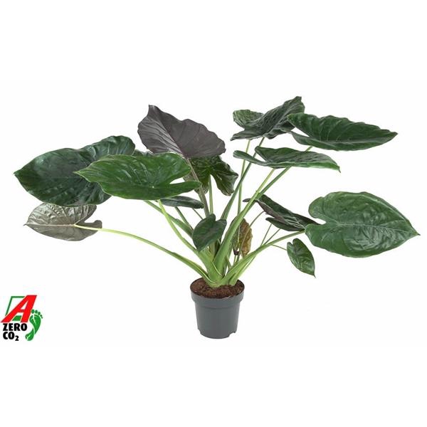 <h4>Alocasia wentii</h4>