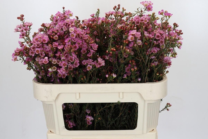 <h4>Chamelaucium Adi</h4>