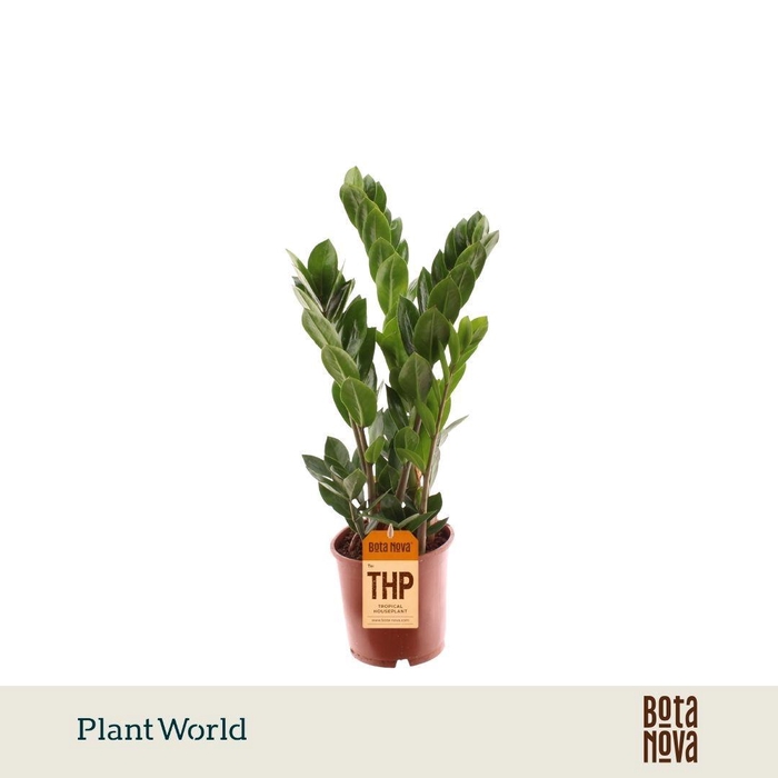 <h4>Zamioculcas 5 Veren</h4>