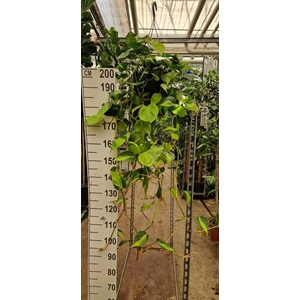 Philodendron Brasil