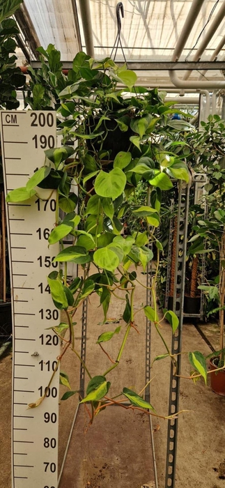 <h4>Philodendron Brasil</h4>