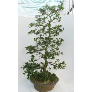 Rhododendron indicum ( 