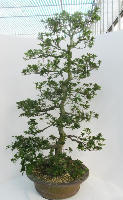 <h4>Rhododendron indicum ( "colour purple and white"), pot 49 cm. Height 120 cm. (single item)</h4>