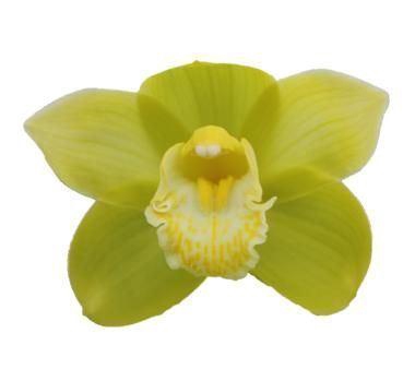 <h4>CYMB GR MINT ICE</h4>