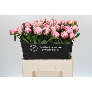 Paeonia Sarah Bernhardt XL