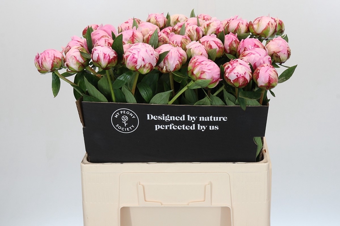 Paeonia Sarah Bernhardt XL