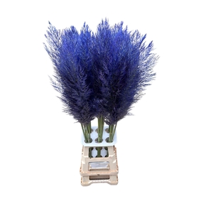 CORTA SELLOAN LAVENDEL