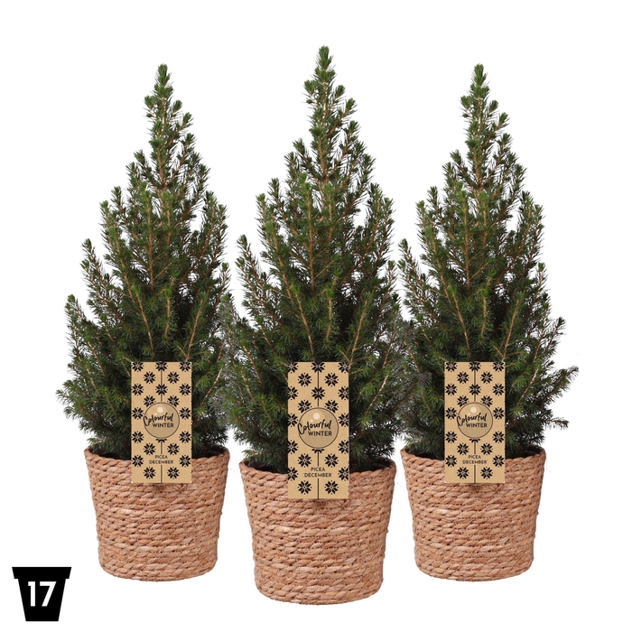 <h4>Picea Gl Conica + Mand</h4>