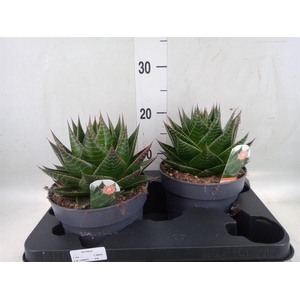 Aloe aristata 'Cosmo'