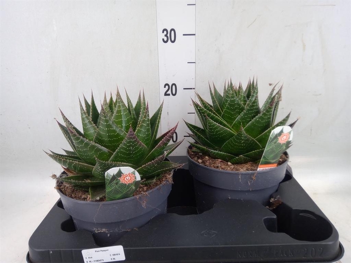 <h4>Aloe aristata 'Cosmo'</h4>
