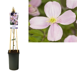 Clematis montana 'Rubens' +light label