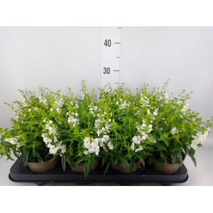 Angelonia  'Serena White'