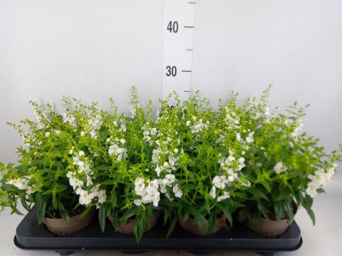 <h4>Angelonia  'Serena White'</h4>