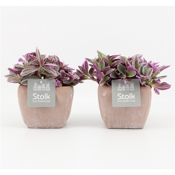 <h4>Tradescantia Sweetness 10,5 in vierkant Terracotta pot</h4>