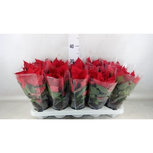 Euphorbia pulc. 'Christ Universe'