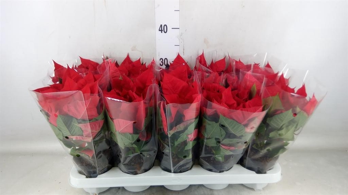 <h4>Euphorbia pulc. 'Christ Universe'</h4>