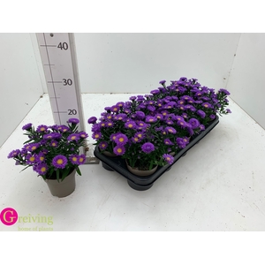 ASTER D AL PURPLE RO