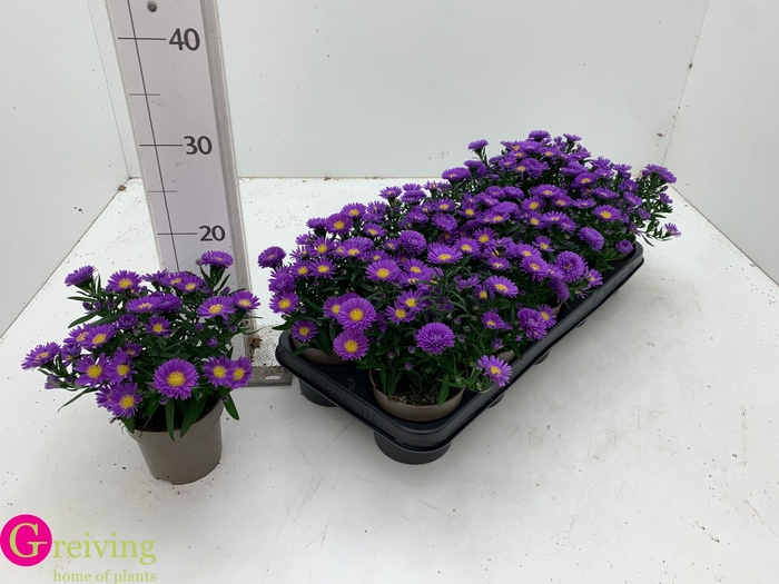 <h4>ASTER D AL PURPLE RO</h4>