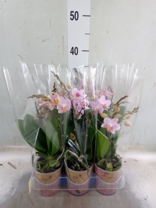 <h4>Phalaenopsis multi.   ...lilac</h4>