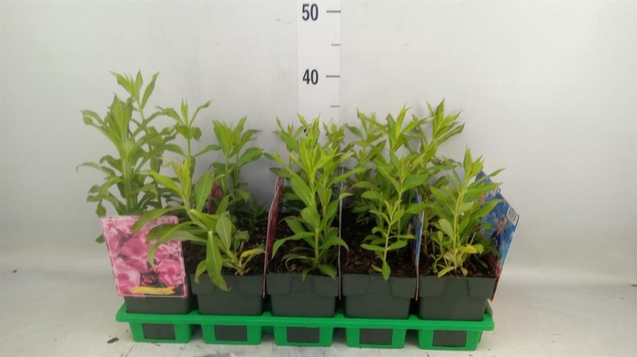 <h4>Phlox panic.</h4>