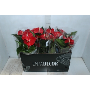 ANTHURIUM QUERIDA P15