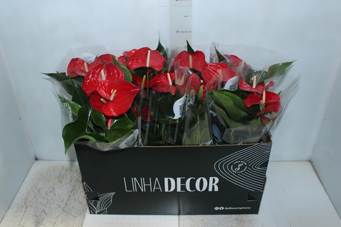 <h4>ANTHURIUM QUERIDA P15</h4>