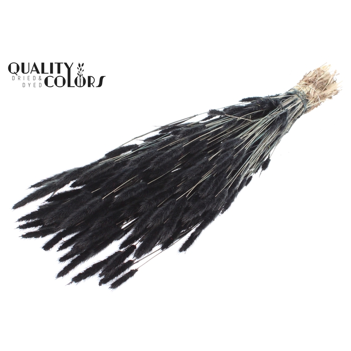 <h4>Polypogon per bunch Black</h4>
