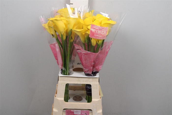 <h4>Zant Gold Medal</h4>